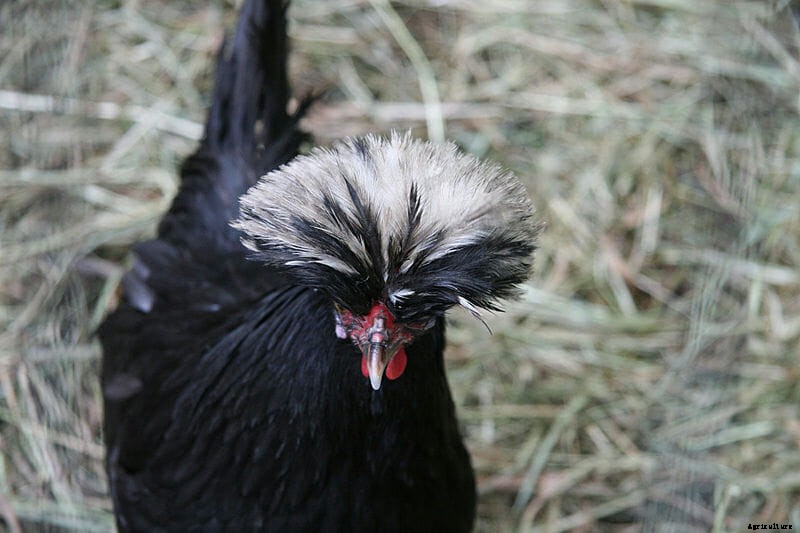9 Runway-Ready Chickens