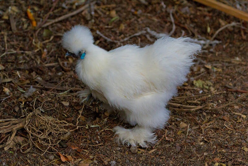 9 Runway-Ready Chickens