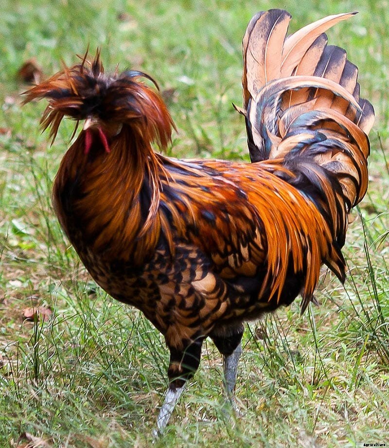 9 Runway-Ready Chickens