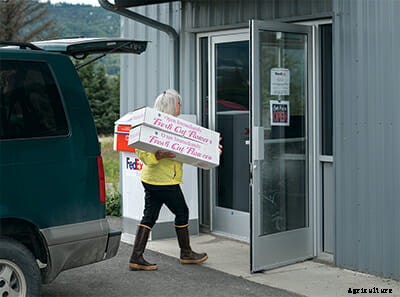 From Fish to Flowers