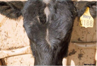 Cowlicks: The Hidden Complexity of a Cow’s Bad Hair Day