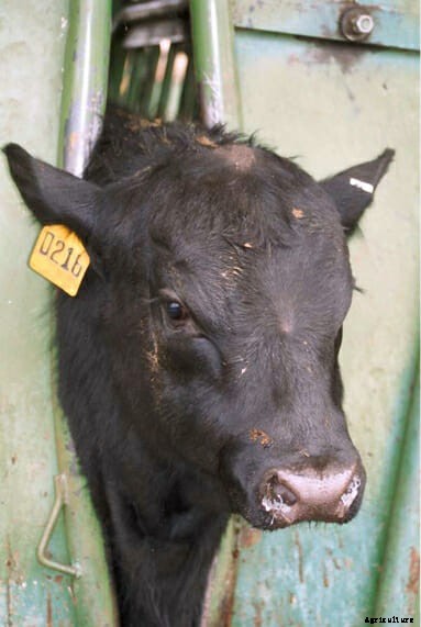 Cowlicks: The Hidden Complexity of a Cow’s Bad Hair Day