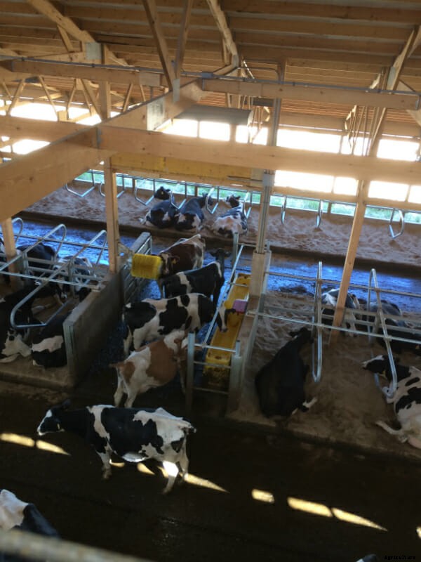 Behind the Scenes With the CowCam