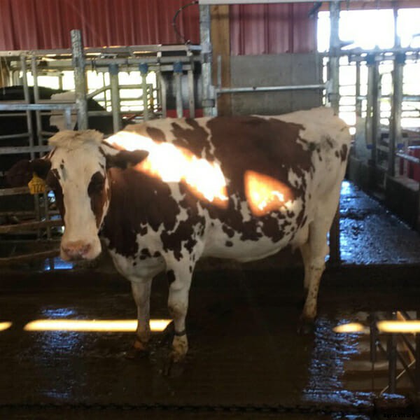 Behind the Scenes With the CowCam