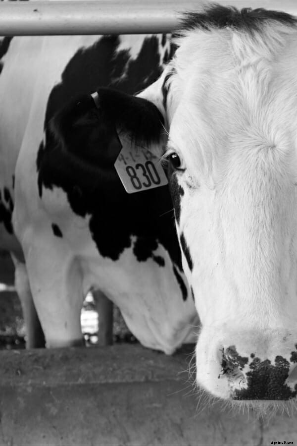 Behind the Scenes With the CowCam