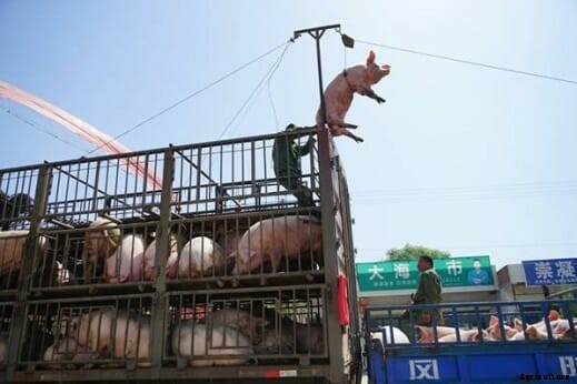 Chinese Farmer Makes Pigs Fly