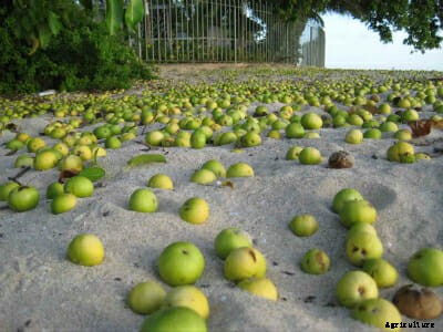 They Look Like Apples, Taste Delicious, and Will Kill You