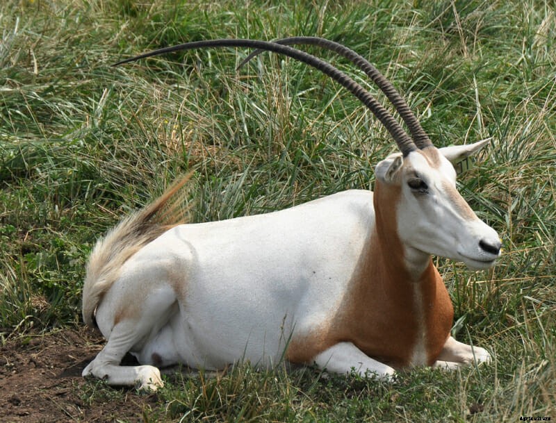 The 10 Best Horns In The Animal World: The Definitive List