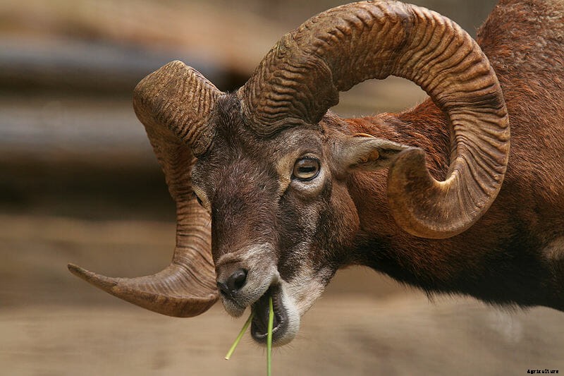 The 10 Best Horns In The Animal World: The Definitive List