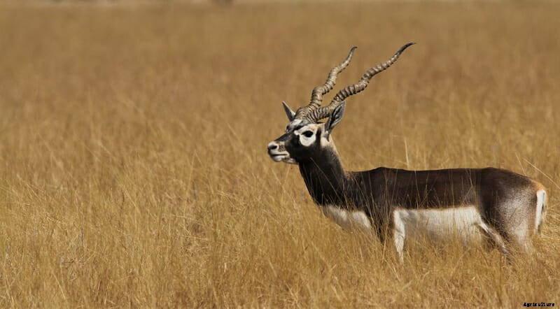 The 10 Best Horns In The Animal World: The Definitive List