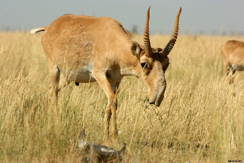 The 10 Best Horns In The Animal World: The Definitive List