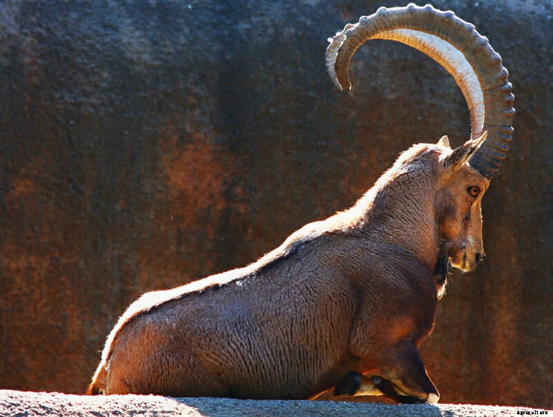 The 10 Best Horns In The Animal World: The Definitive List