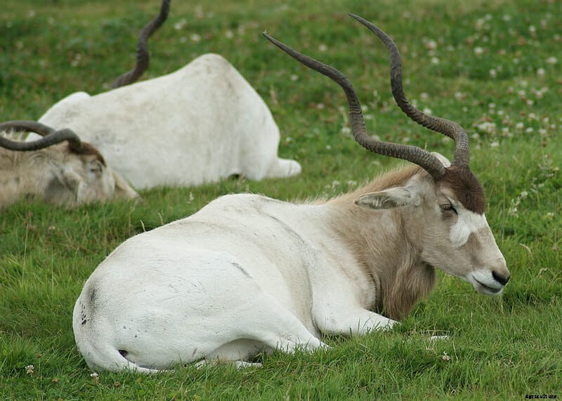 The 10 Best Horns In The Animal World: The Definitive List