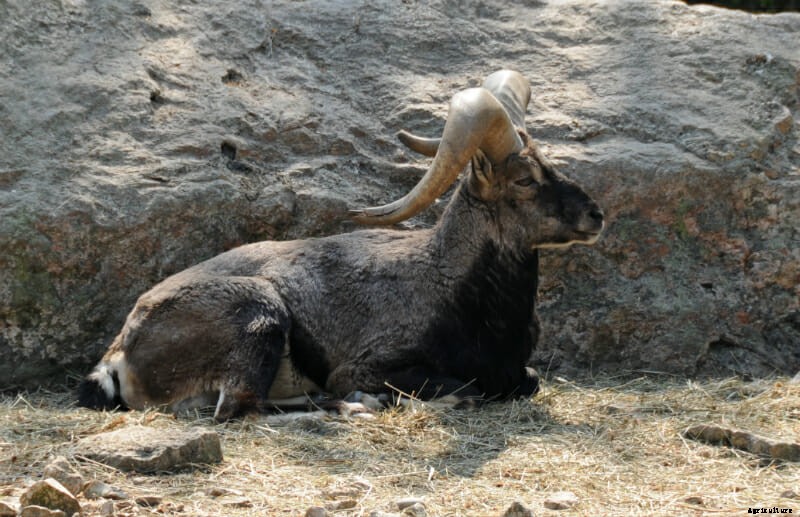 The 10 Best Horns In The Animal World: The Definitive List