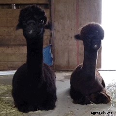 It’s Time We Appreciate The Alpaca