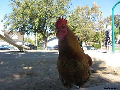 Free Range: California Town Celebrates Their Wild Chickens