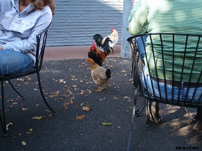 Free Range: California Town Celebrates Their Wild Chickens