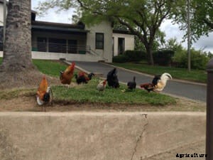 Free Range: California Town Celebrates Their Wild Chickens