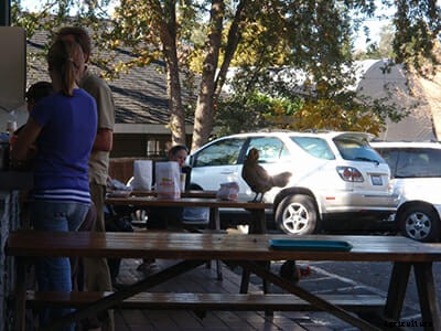 Free Range: California Town Celebrates Their Wild Chickens