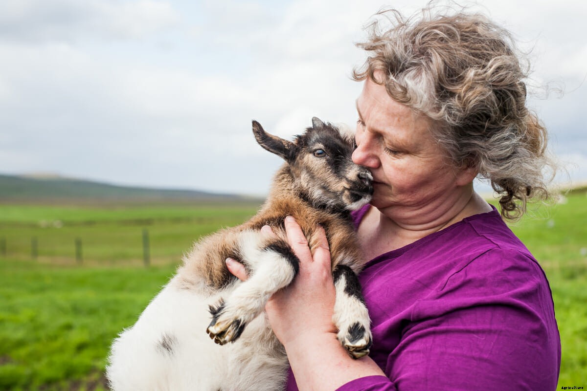 Photos: Fighting to Save the Icelandic Goat