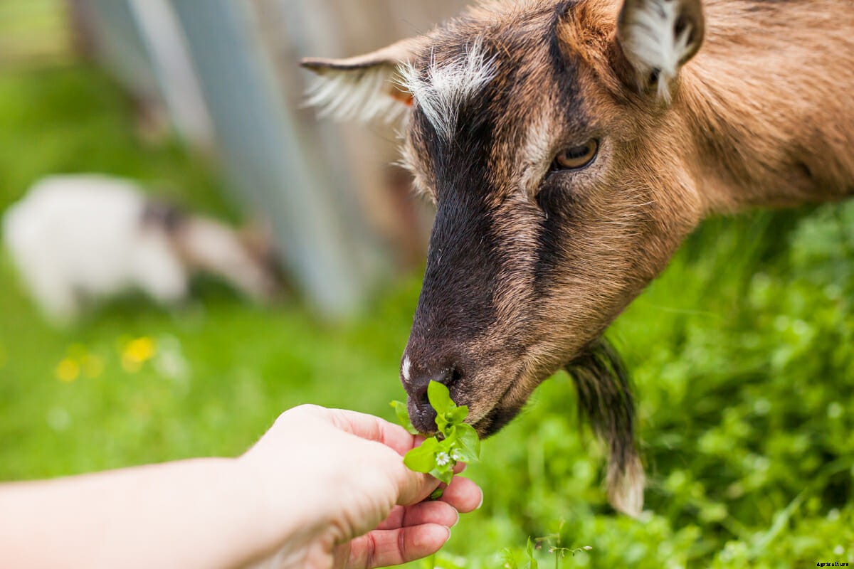 Photos: Fighting to Save the Icelandic Goat