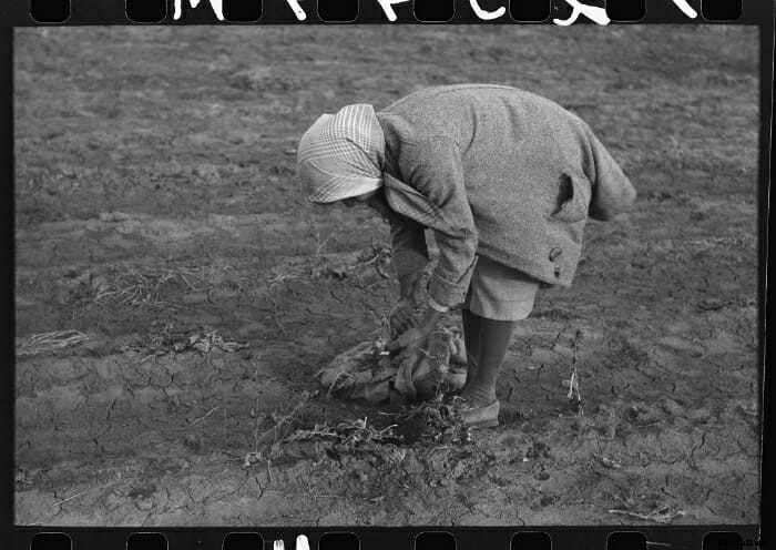 Turnip for What: 10 Vintage Pictures of Turnip Farming