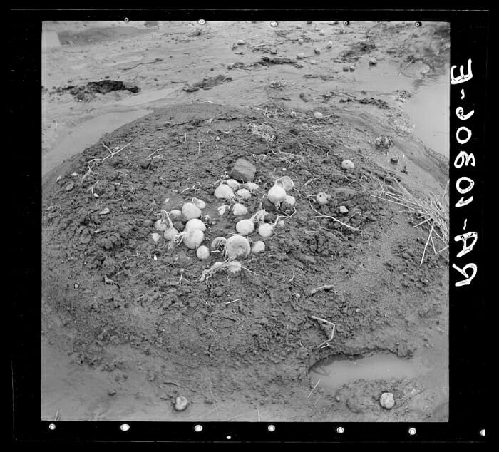 Turnip for What: 10 Vintage Pictures of Turnip Farming