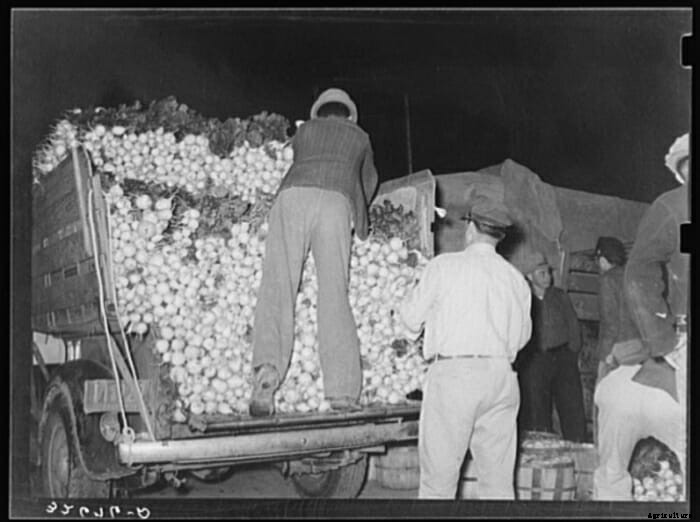 Turnip for What: 10 Vintage Pictures of Turnip Farming