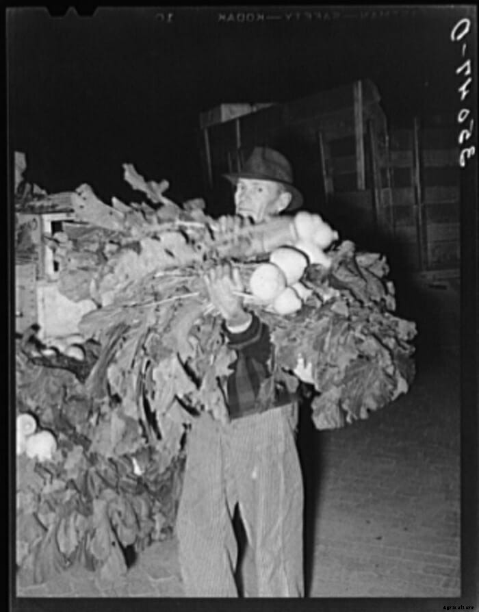 Turnip for What: 10 Vintage Pictures of Turnip Farming