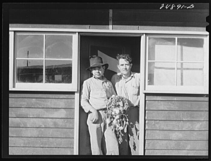 Turnip for What: 10 Vintage Pictures of Turnip Farming