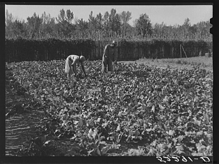Turnip for What: 10 Vintage Pictures of Turnip Farming