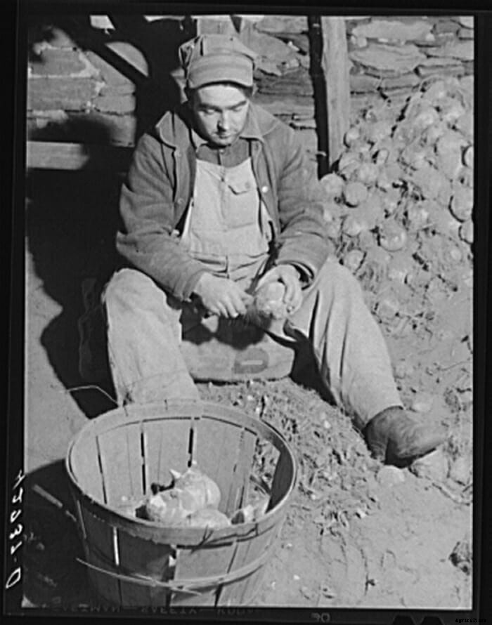 Turnip for What: 10 Vintage Pictures of Turnip Farming
