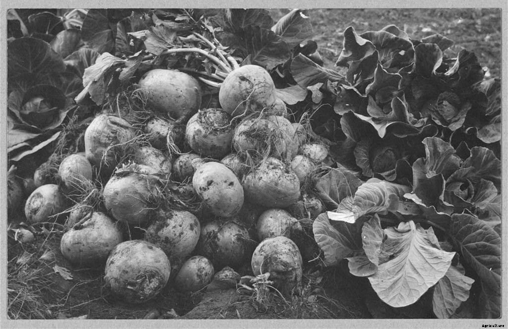 Turnip for What: 10 Vintage Pictures of Turnip Farming