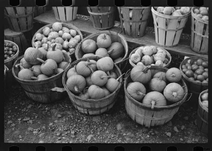 Turnip for What: 10 Vintage Pictures of Turnip Farming