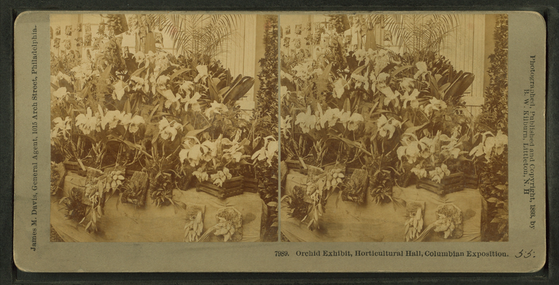 Old Time Farm Crime: The Cutthroat World of Victorian Orchid Hunters