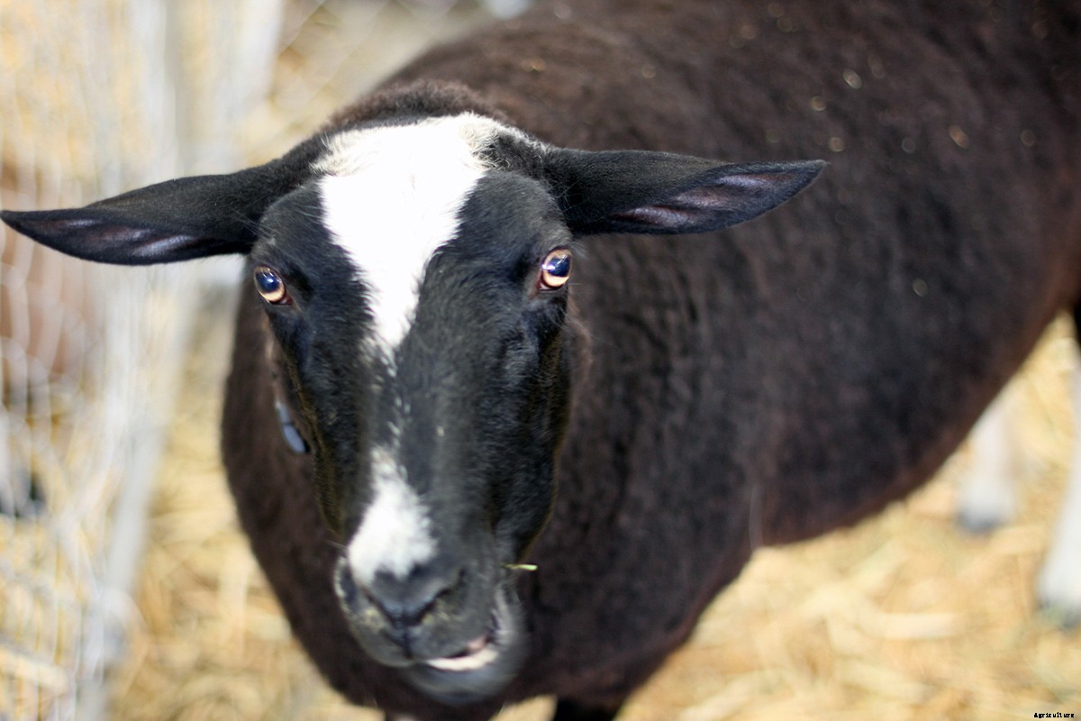 Picturing The Goatalympics