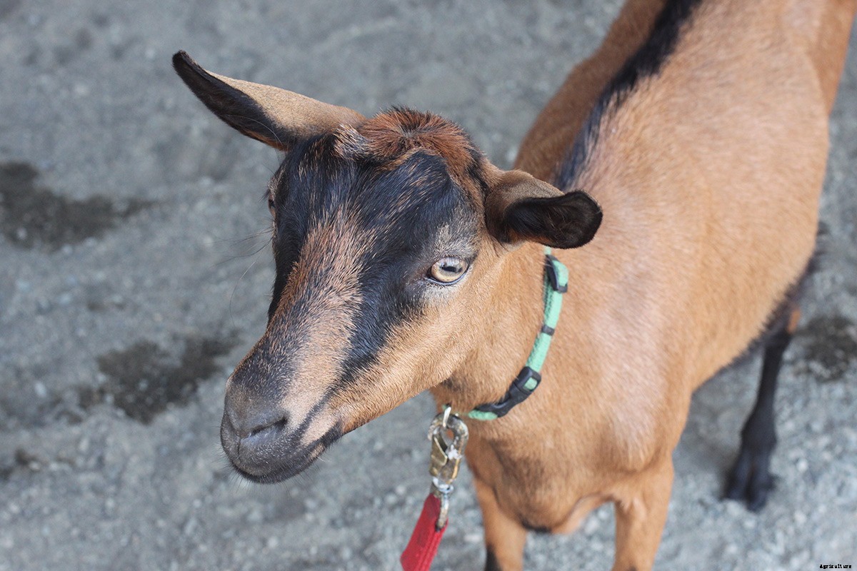 Picturing The Goatalympics