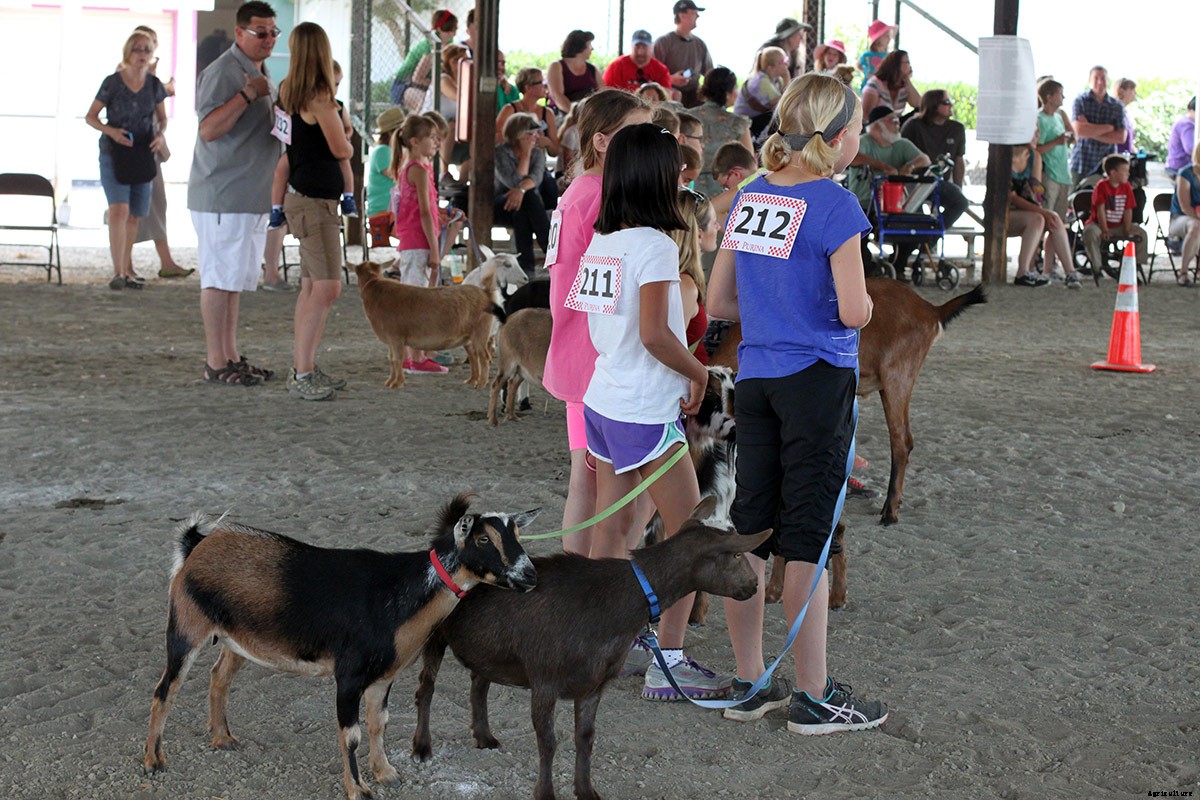 Picturing The Goatalympics