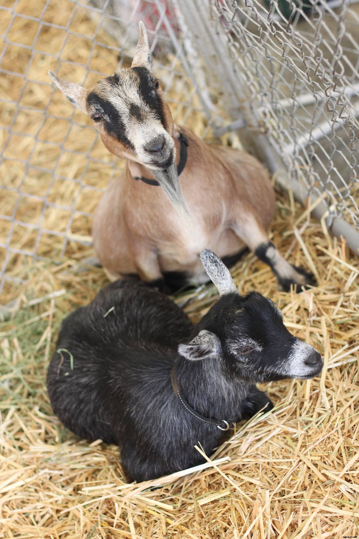 Picturing The Goatalympics