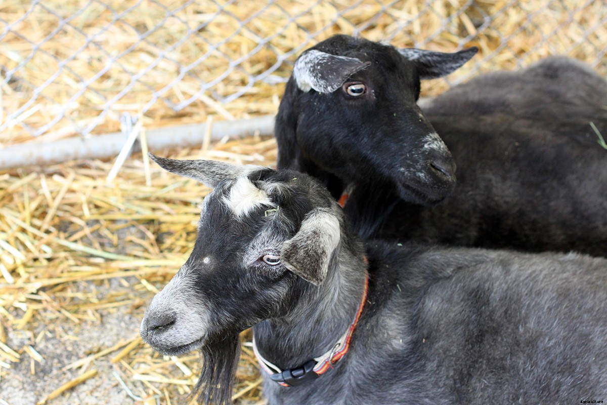 Picturing The Goatalympics