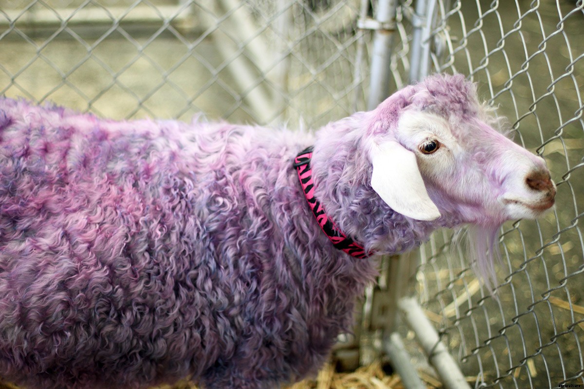 Picturing The Goatalympics