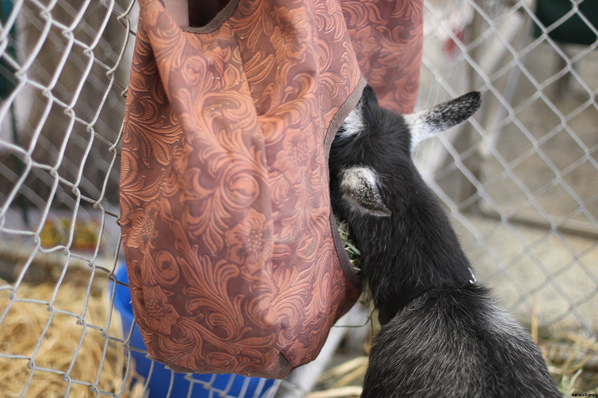 Picturing The Goatalympics