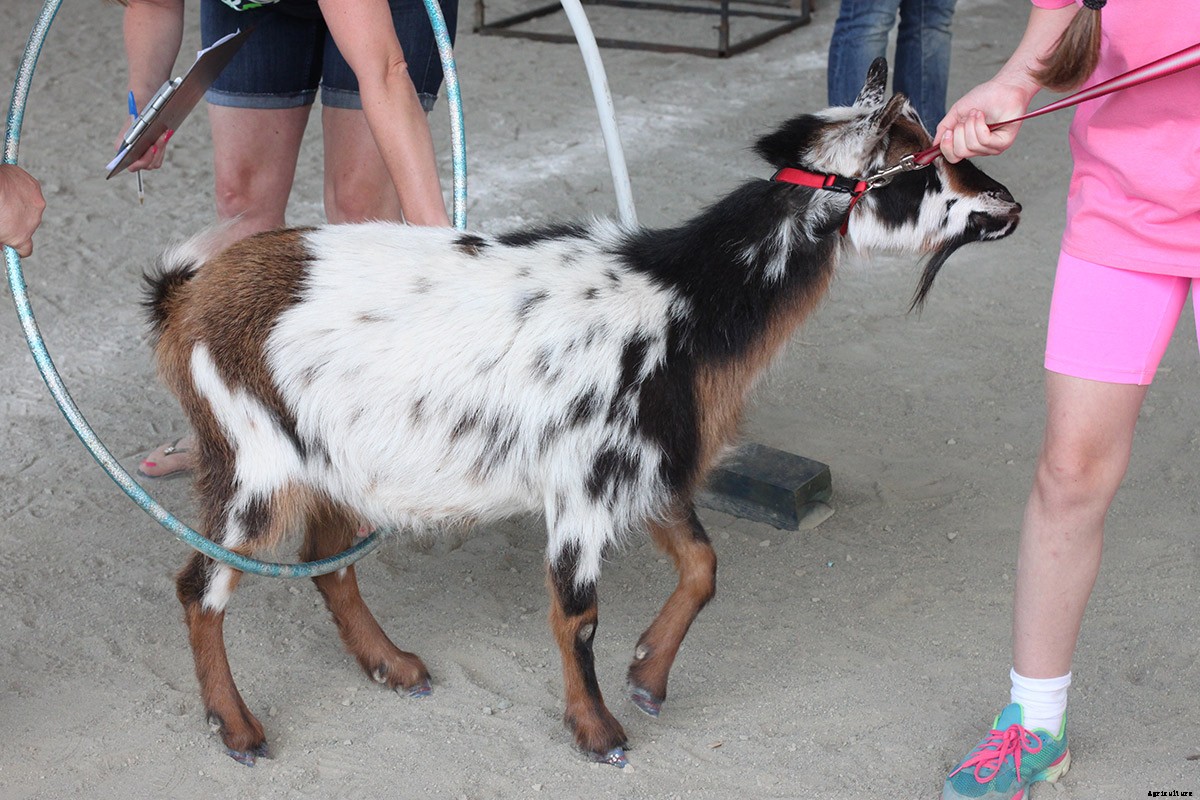 Picturing The Goatalympics