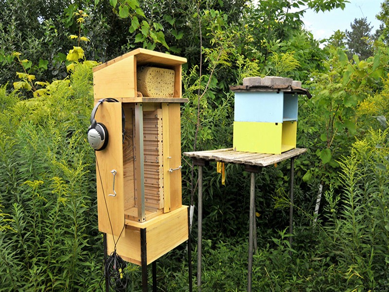 Listening In On Solitary Bees