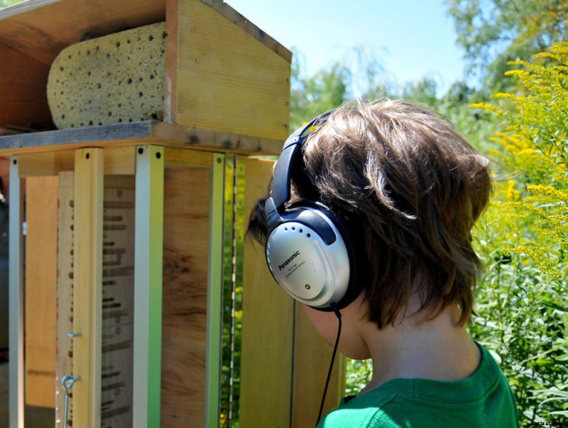 Listening In On Solitary Bees