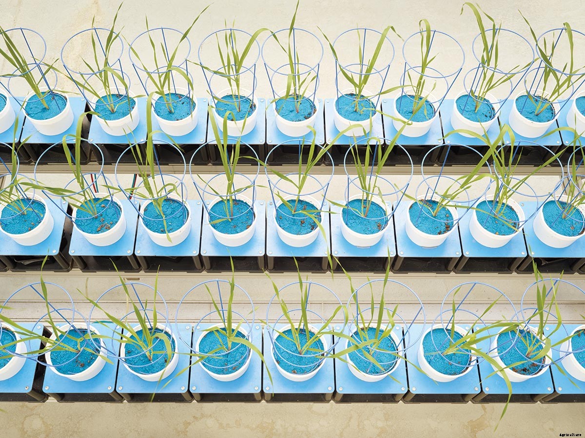 Picturing Monoculture: The Separation Between Us and Food