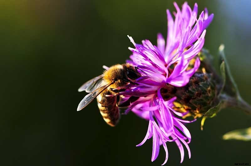 How To Grow Your Own Meadow
