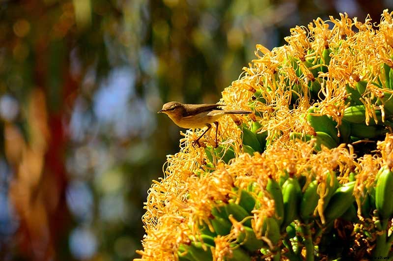 How To Grow Your Own Meadow