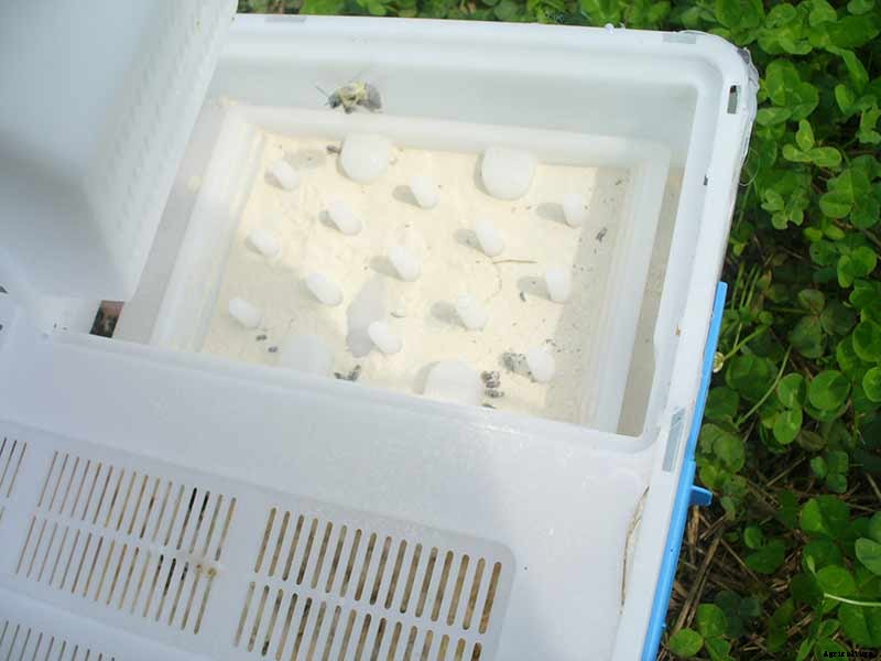 Putting Bees to Work