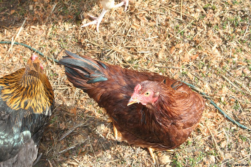Raising Backyard Chickens for Dummies